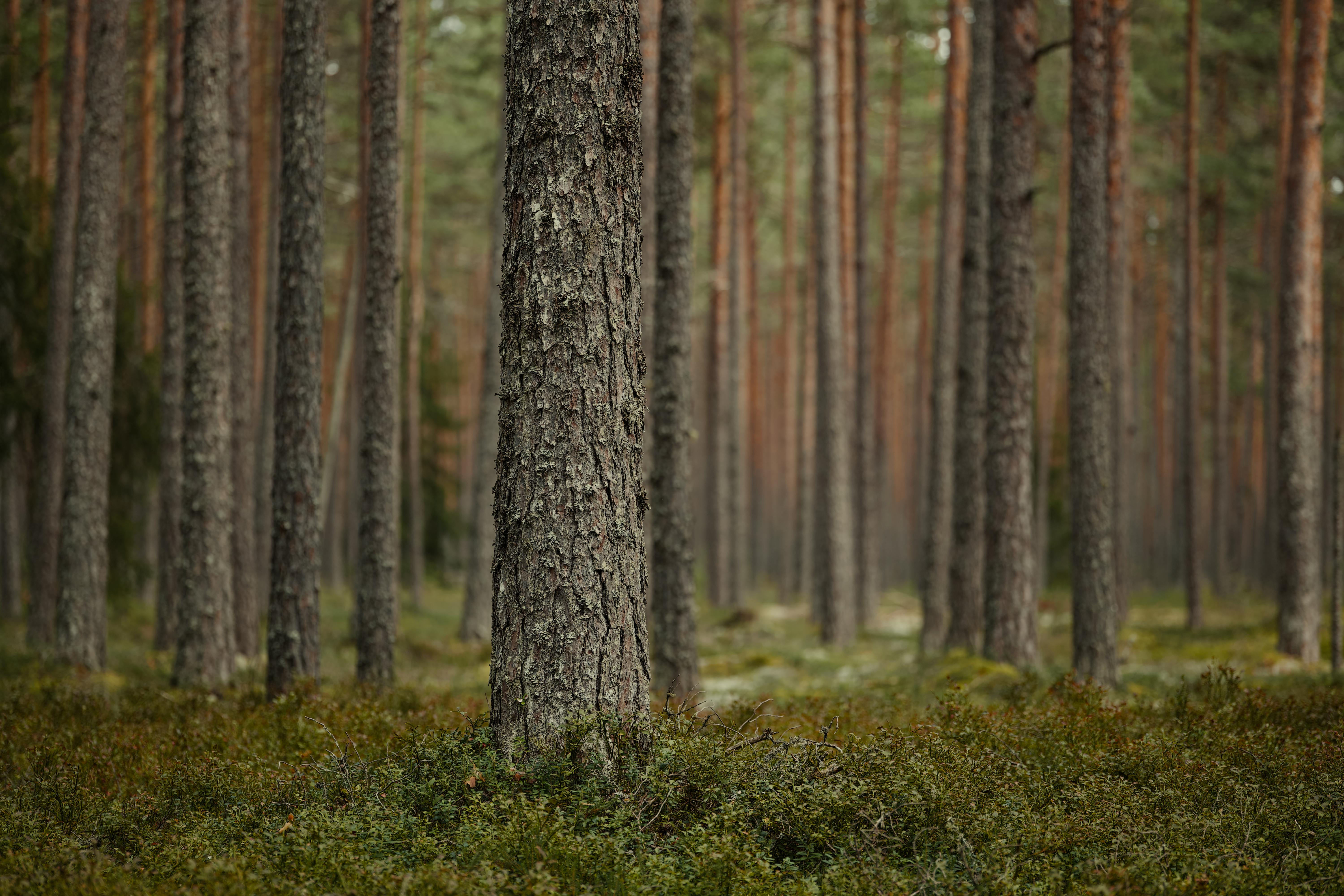 Dense forest of tall pine trees.