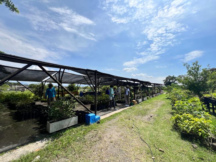 Tree nursery in Cauca